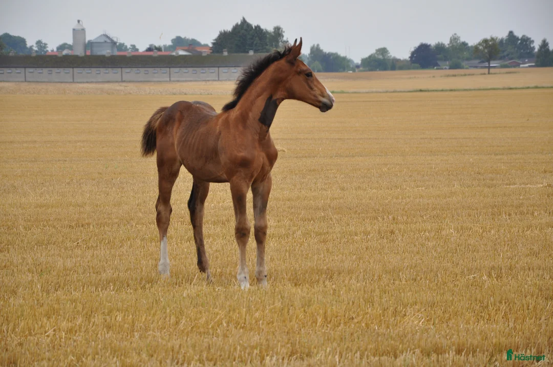 Galleribild {{count}}