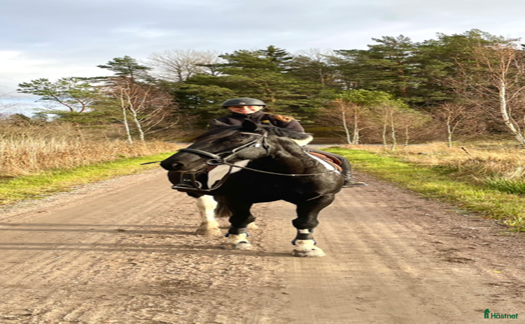  medryttarhäst finnes i Rosersberg - Annons 1