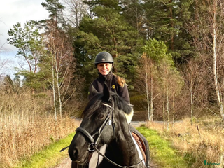 medryttarhäst finnes: Medryttarhästar och ponnyer finns i Rosersberg - Annons 16