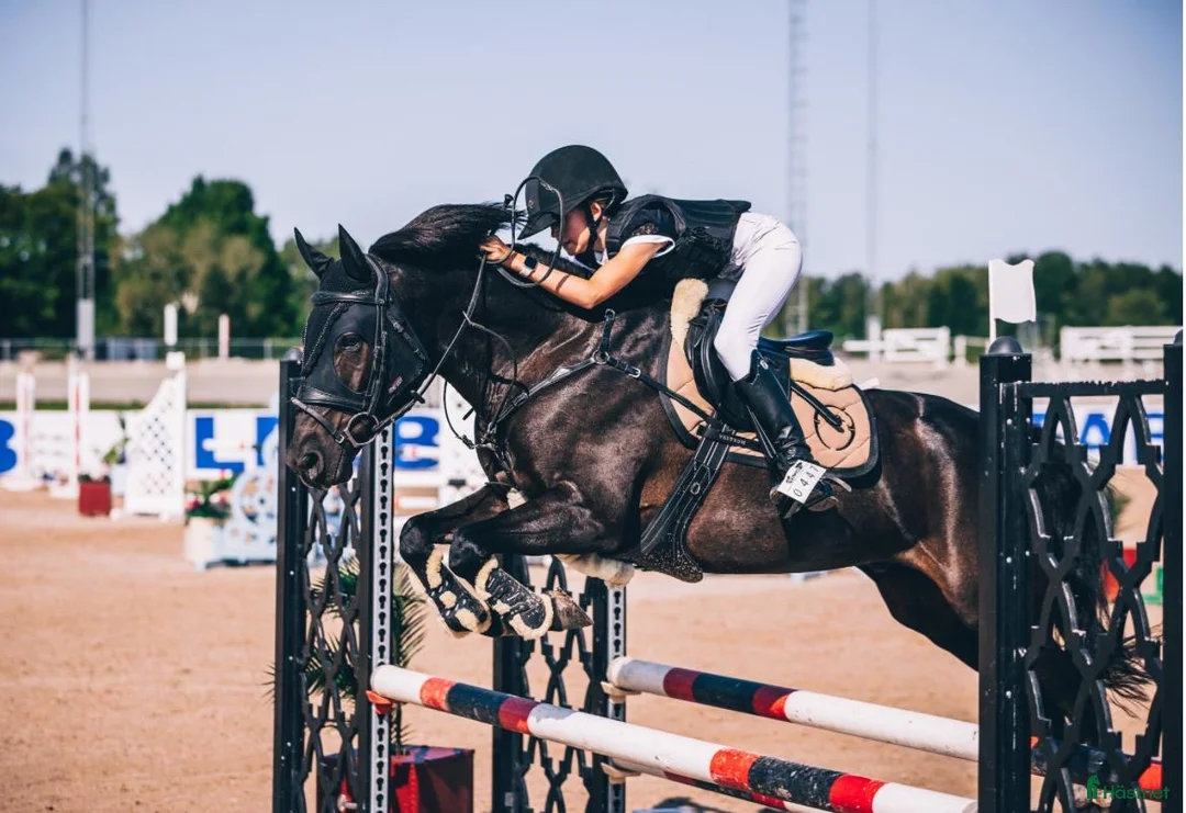 Hoppning hästar till salu: Trygg bästa kompis,  utrustning ingår - Annons 2