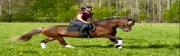 Allround hästar till salu: Underbar allroundponny - Annons 8
