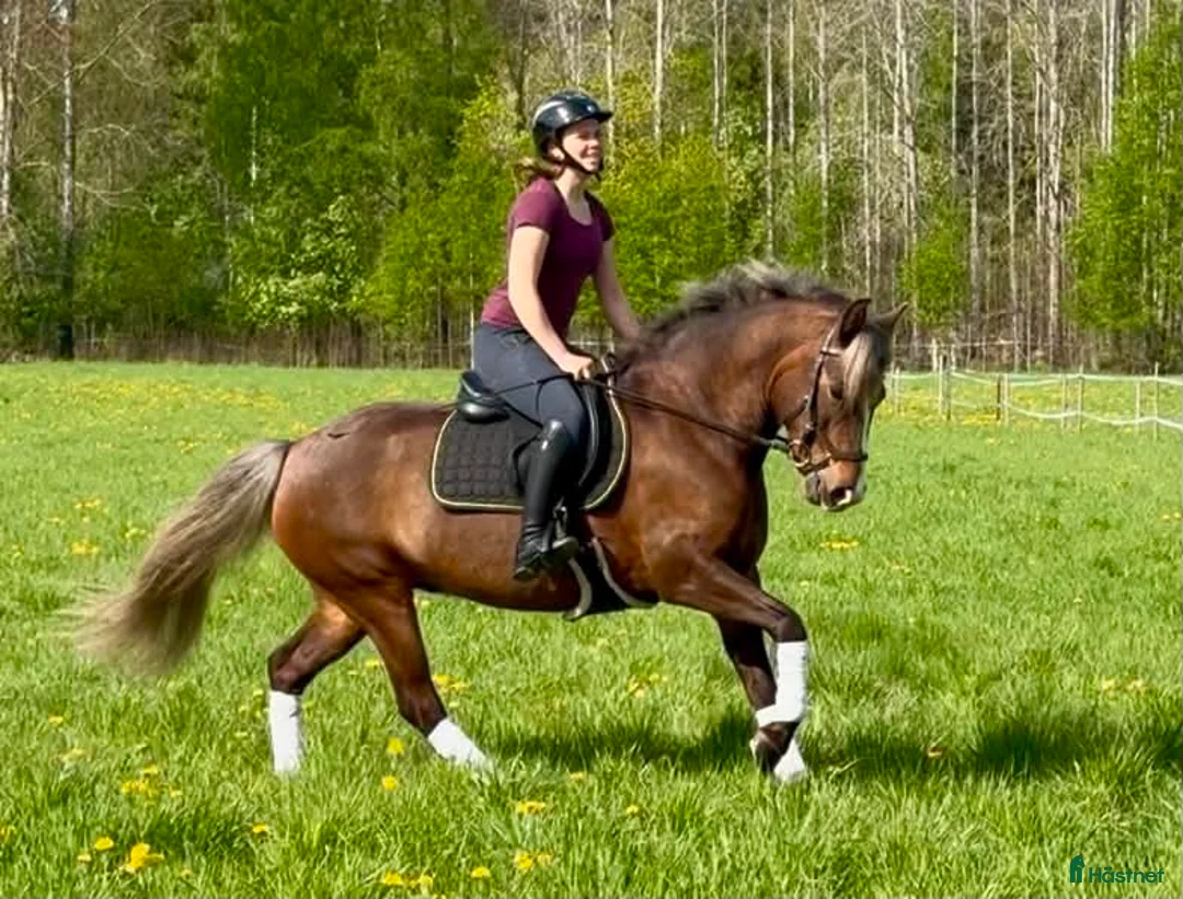 Allround hästar till salu: Underbar allroundponny - Annons 8
