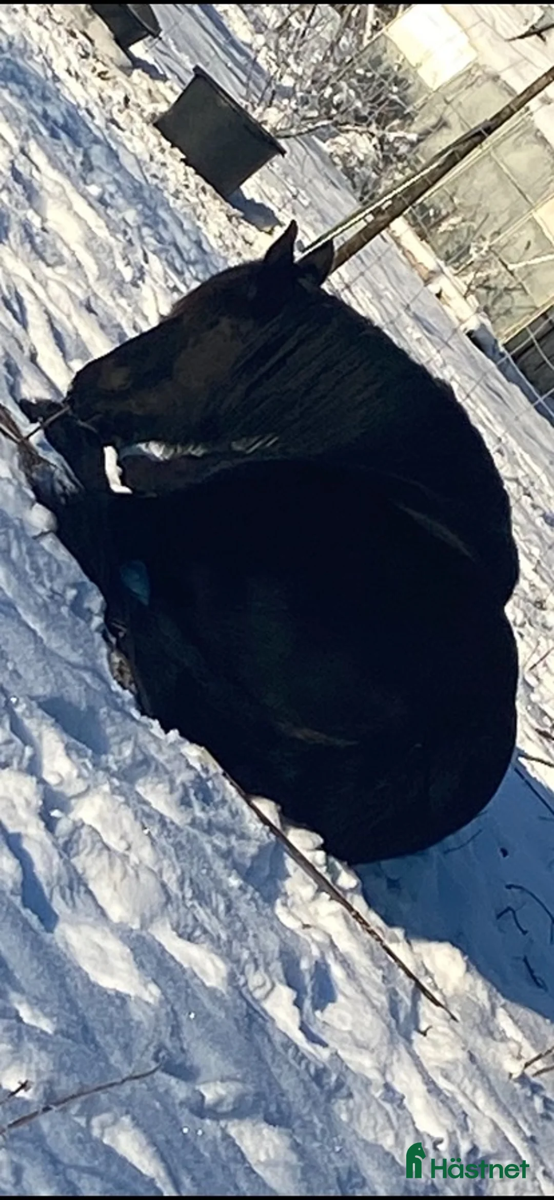 Allround hästar till salu: Två underbara ston säljes tillsammans i Ätran - Annons 6