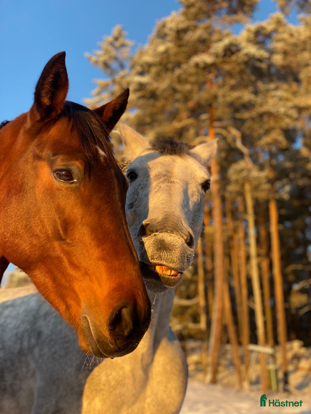  stallplats finnes: Behöver du stallplats på Ekerö?  i Skå - Annons 21