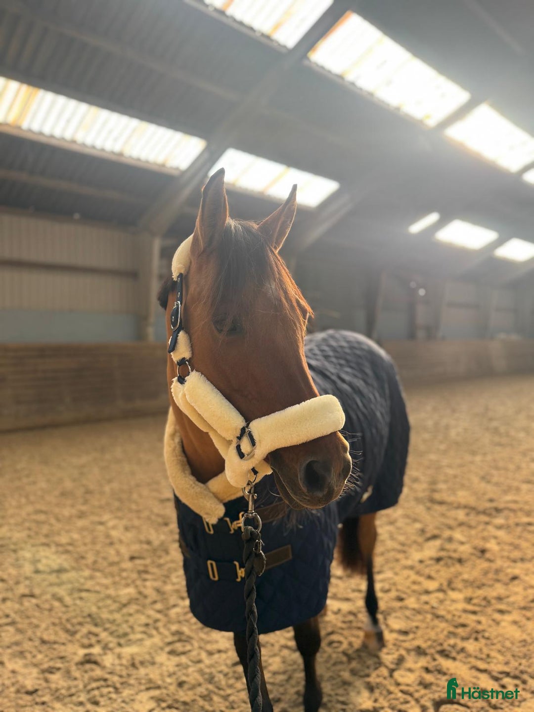 Dressyr hästar till salu: Top FEI pony til salg - Annons 8