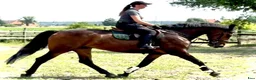 Allround hästar till salu: Top Quality and  Pleasant 8 yo mare-Salwinia  - Annons 2
