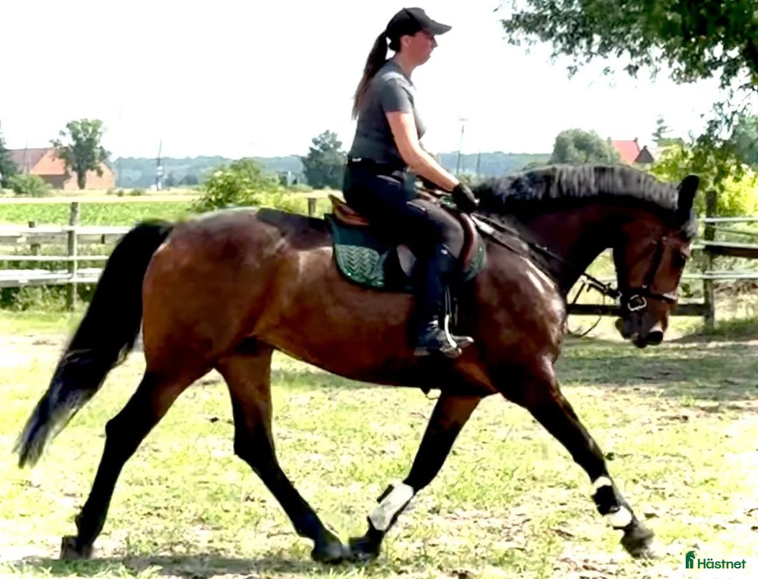Allround hästar till salu: Top Quality and  Pleasant 8 yo mare-Salwinia  - Annons 2