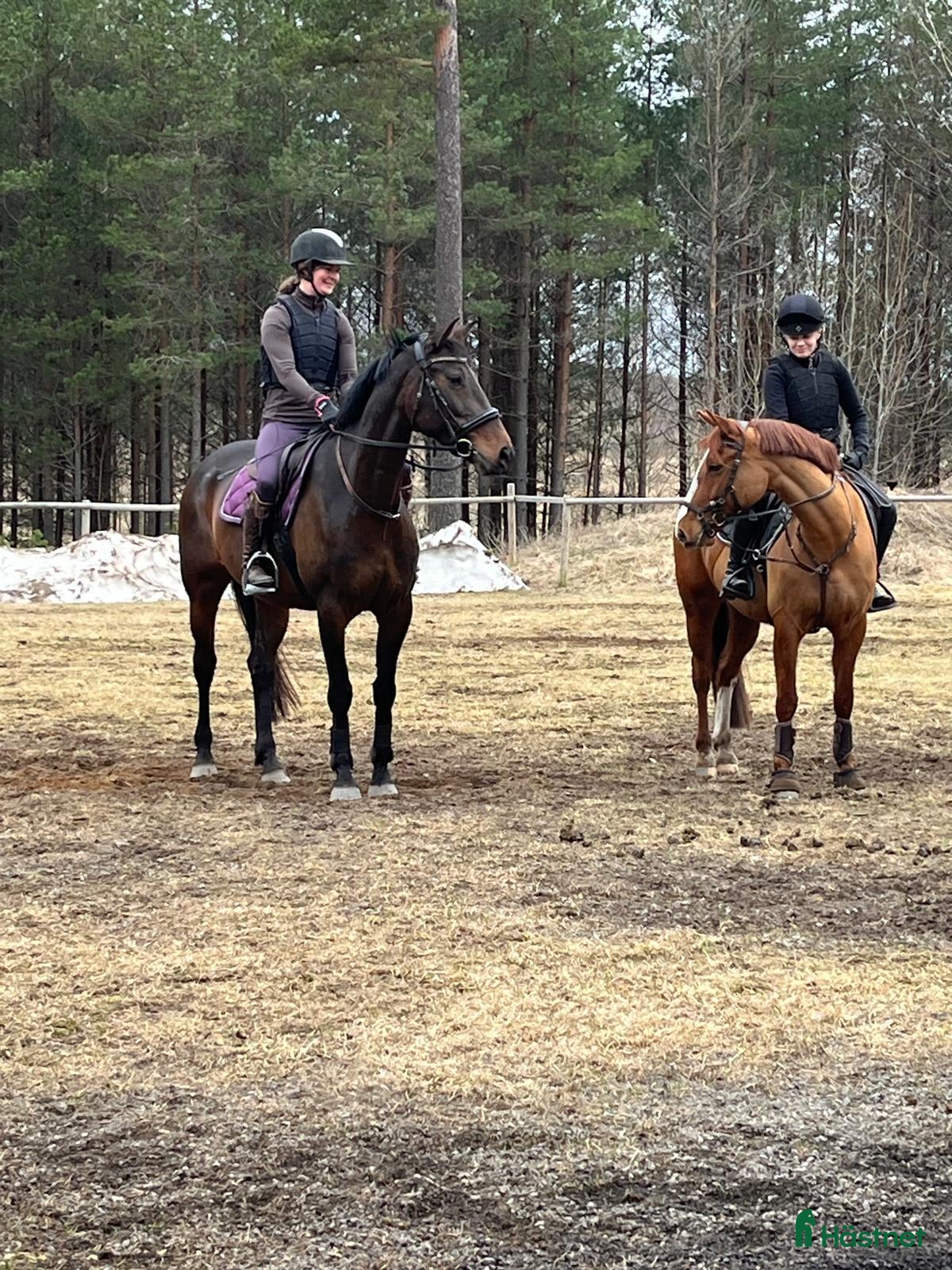  hästservice Sommarkurser 2026 - Annons 1