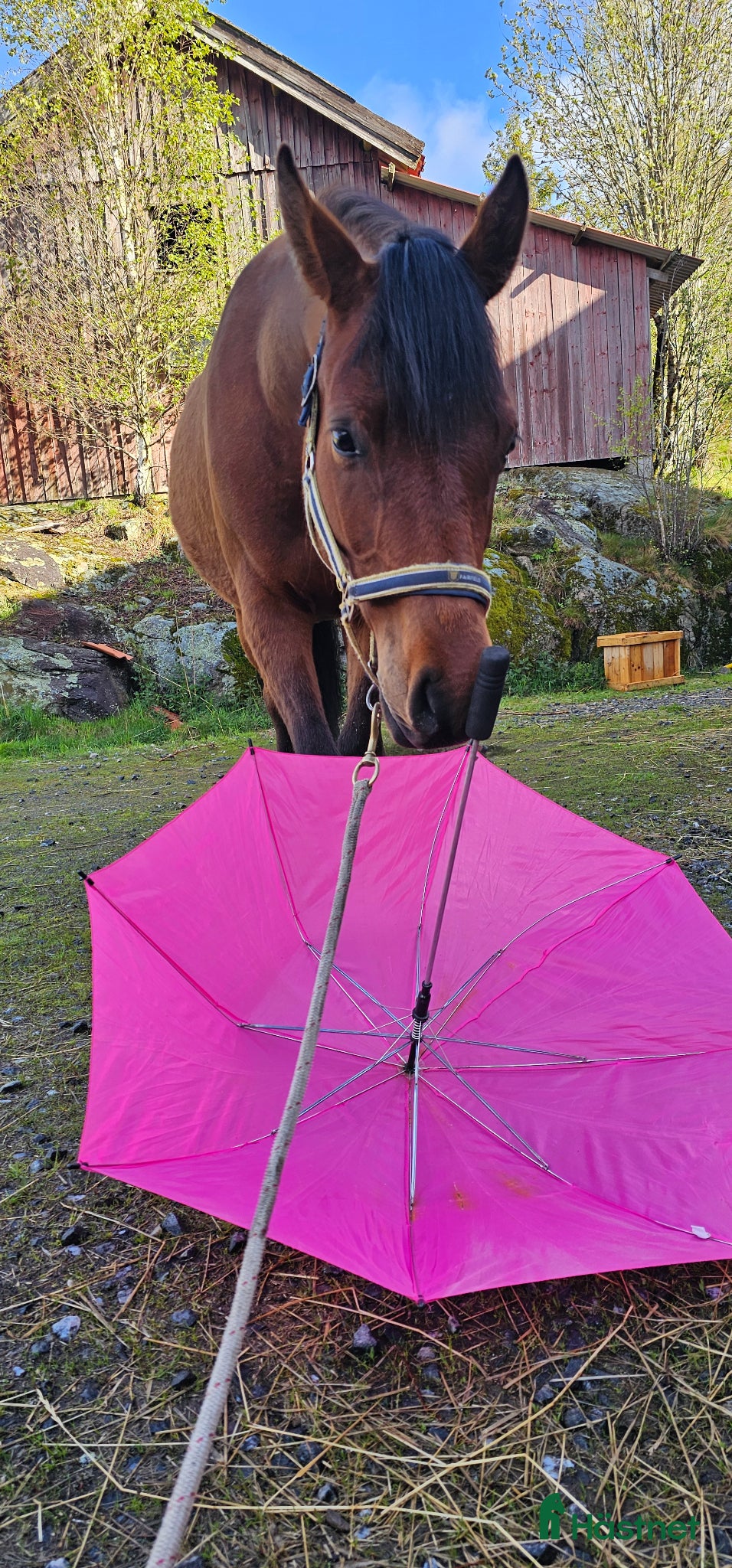  hästar 3-årig valack – lugn, snäll och påbörjad inridning - Annons 17
