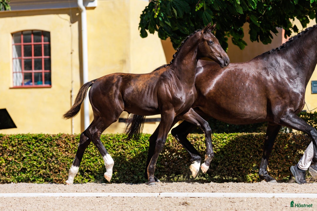 Dressyr hästar till salu: King Erik - PREMIEFÖL OBS prissänkt  i Sölvesborg - Annons 2