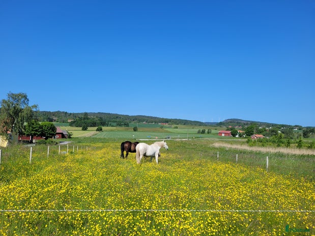 foderhäst i Dingle - Annons 14