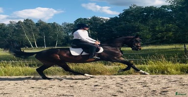  hästar i Västervik - Annons 10