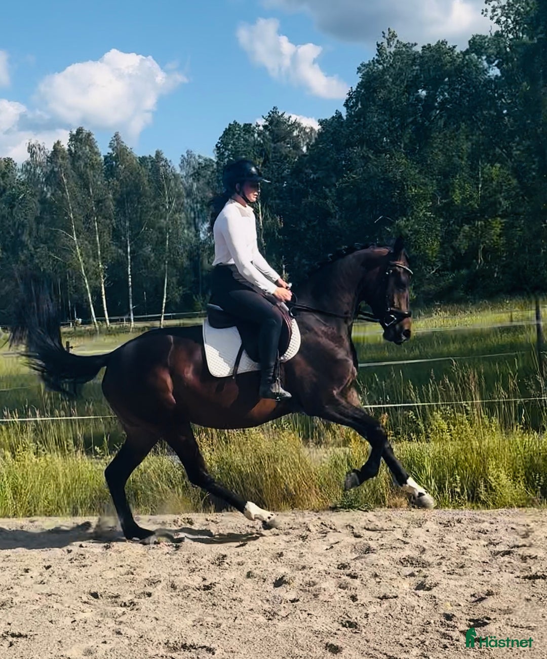 Dressyr hästar till salu: Unghäst för framtiden! i Västervik - Annons 3