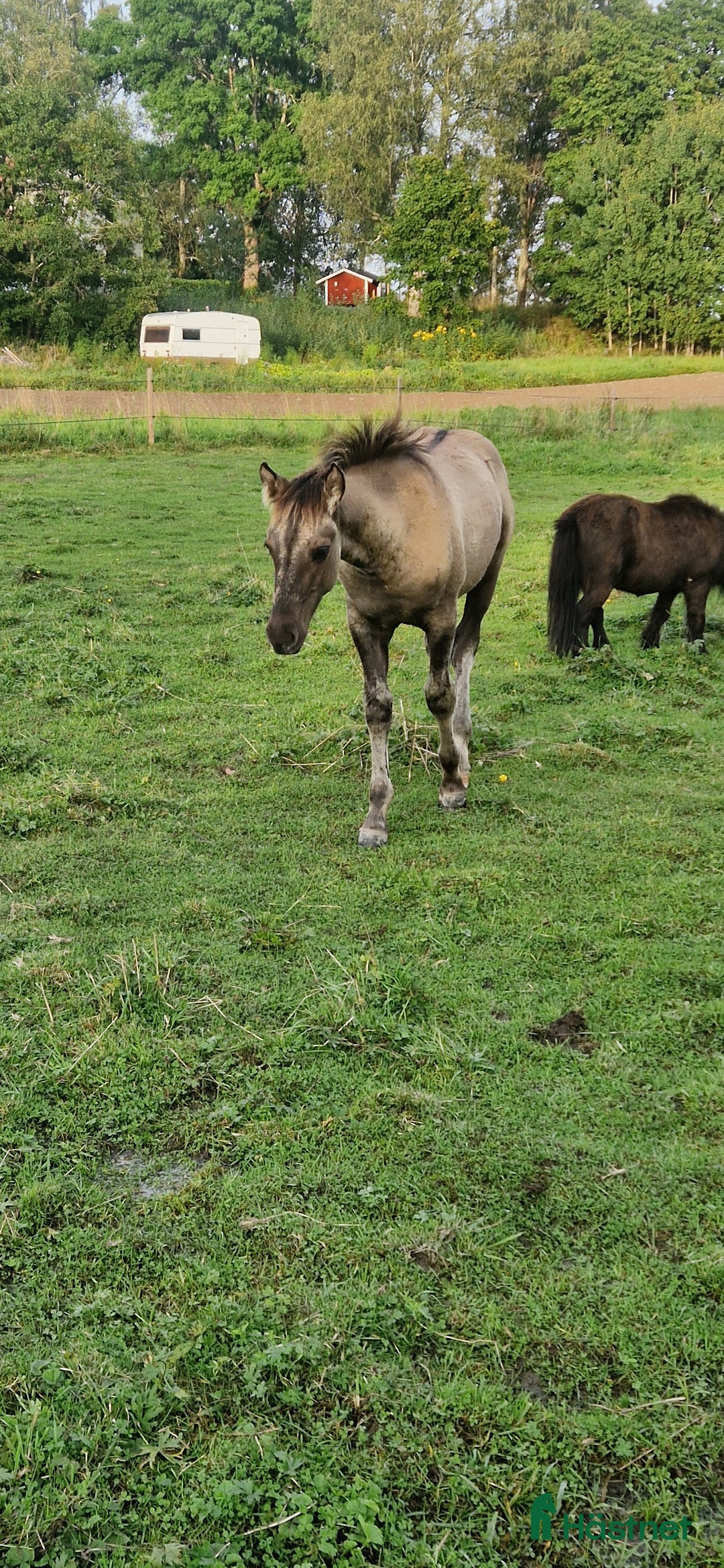 Allround hästar till salu: Guld pojken i Söderbärke - Annons 3