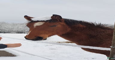  hästar i Ingelstad - Annons 12