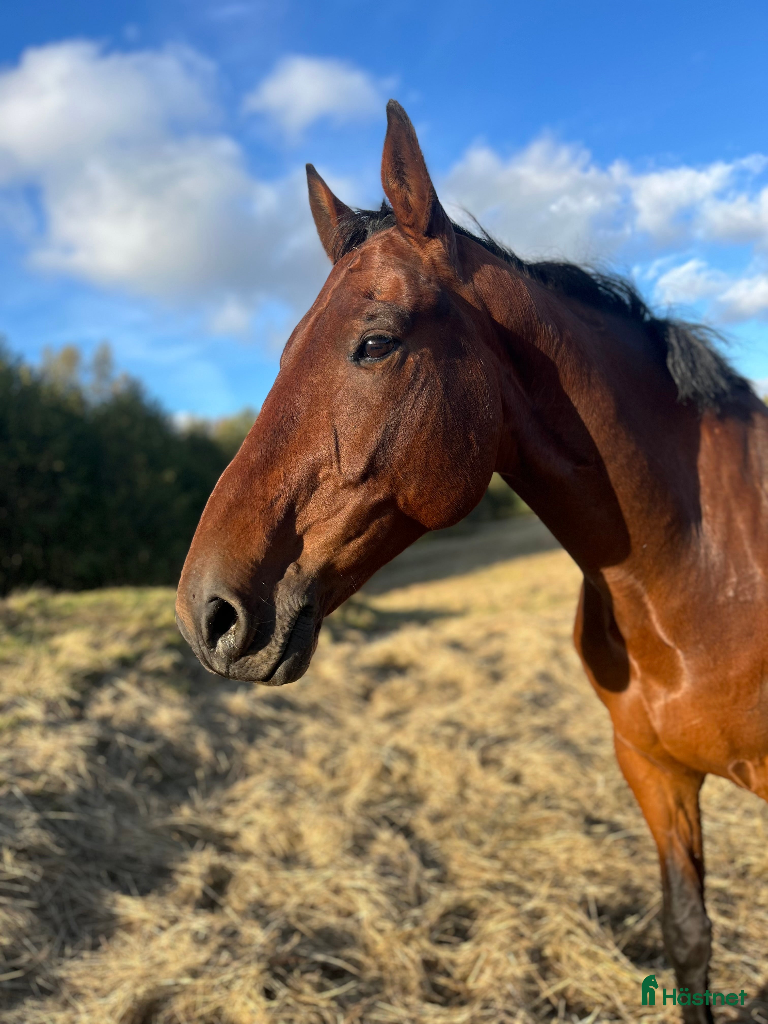  hästar Pålitlig hobbyhäst i Upphärad - Annons 18