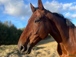 hästar Pålitlig hobbyhäst i Upphärad - Annons 18