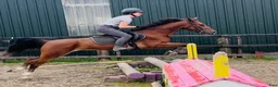 Allround hästar till salu: Kind and easy D pony - Annons 2