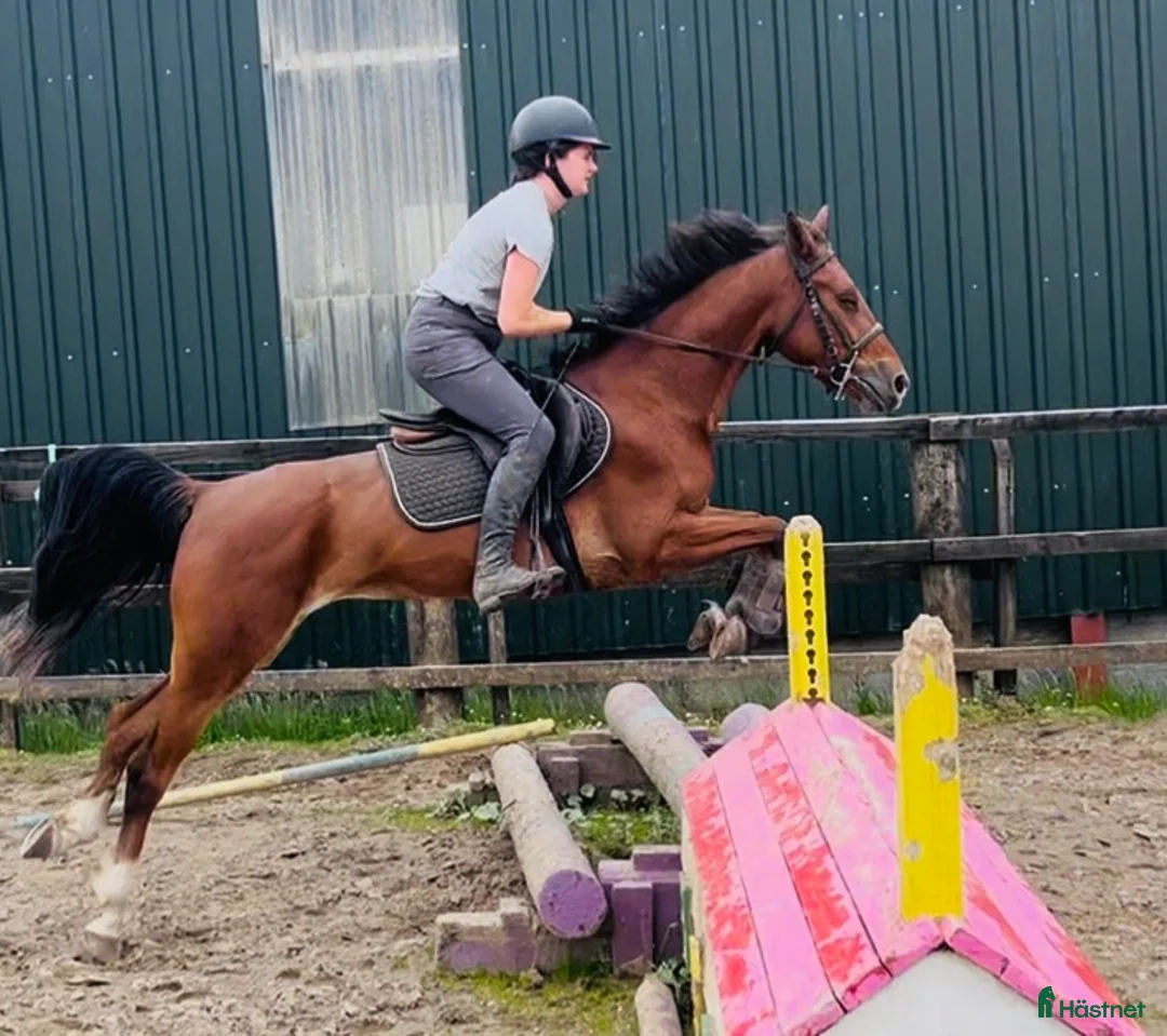 Allround hästar till salu: Kind and easy D pony - Annons 2
