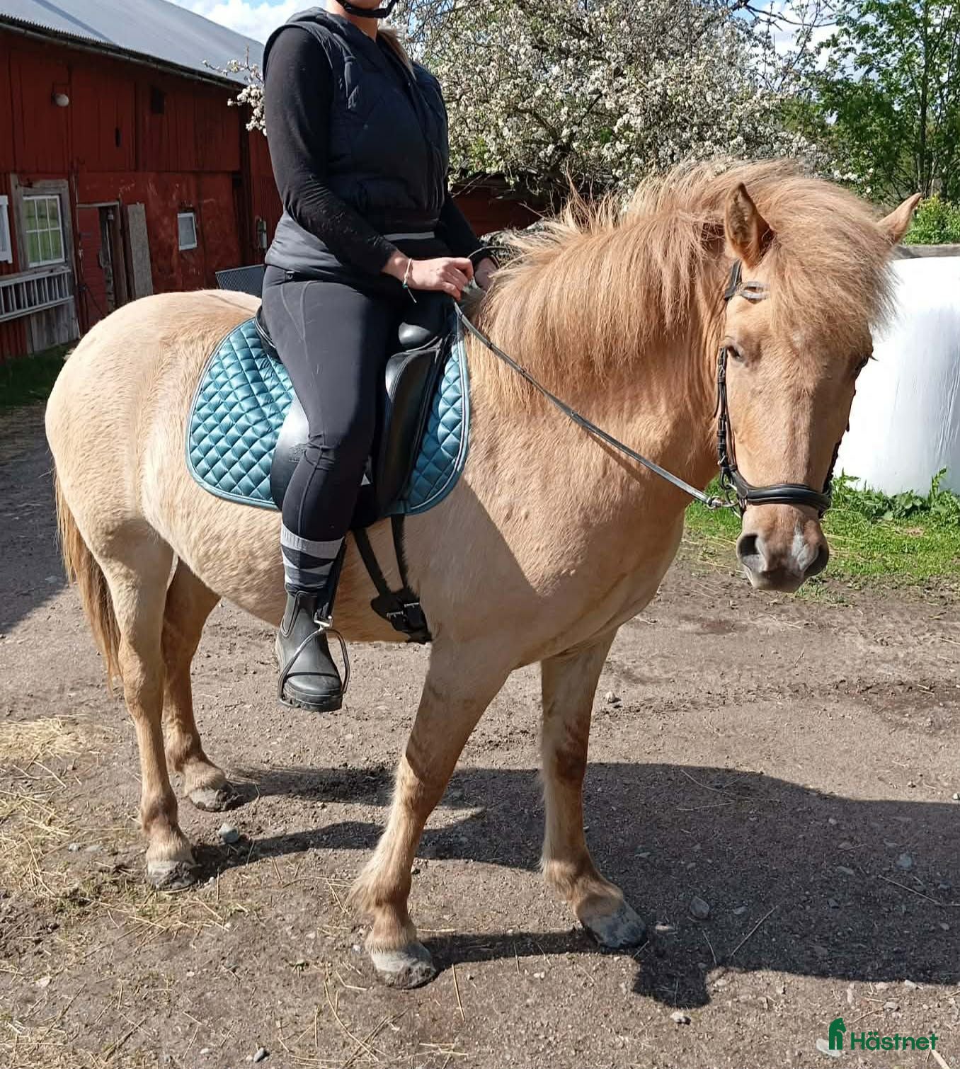  hästar Vackert rödblackt sto - Annons 2