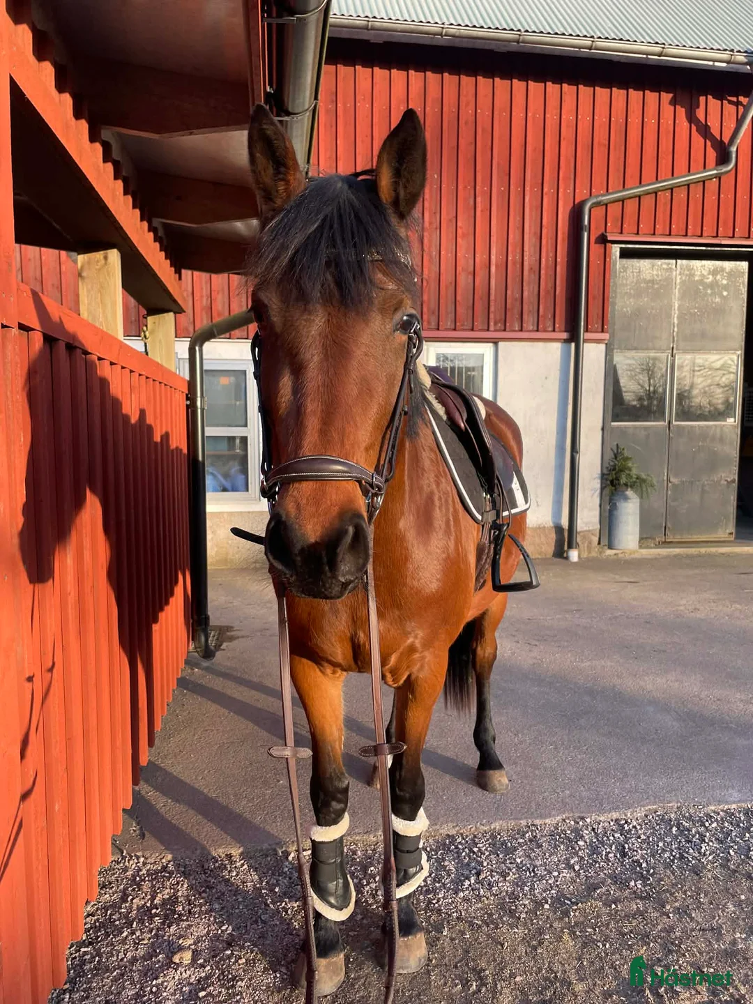 Hoppning hästar till salu: Sto redo för fyraårssäsongen - Annons 3