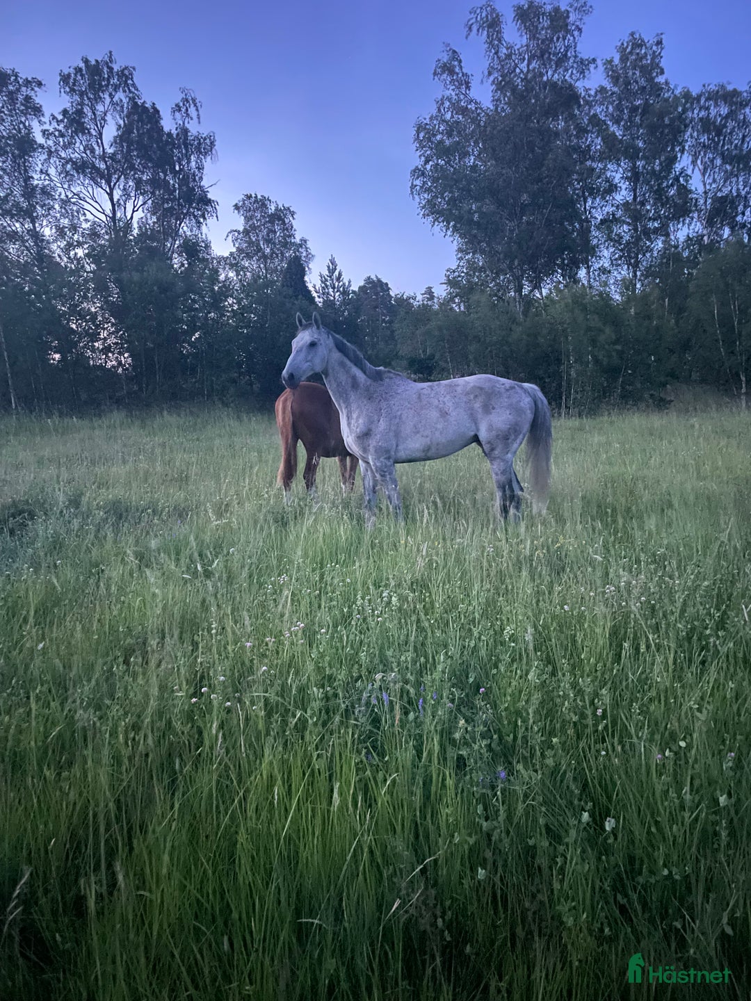 Allround hästar till salu: En hjärtehäst söker sin människa ✨ i Enköping - Annons 4