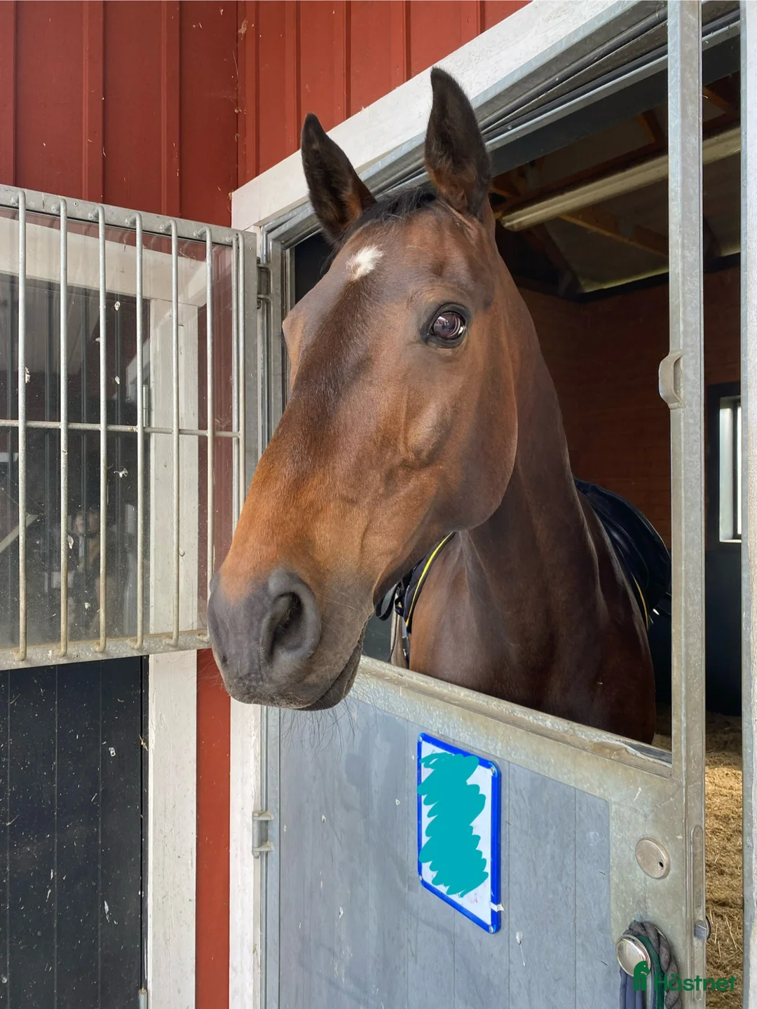  medryttarhäst sökes: Ambitiös vuxen söker hoppintresserad medryttarhäst - Annons 1