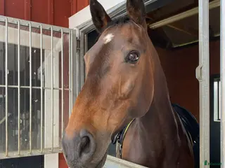 medryttarhäst sökes: Ambitiös vuxen söker hoppintresserad medryttarhäst - Annons 8