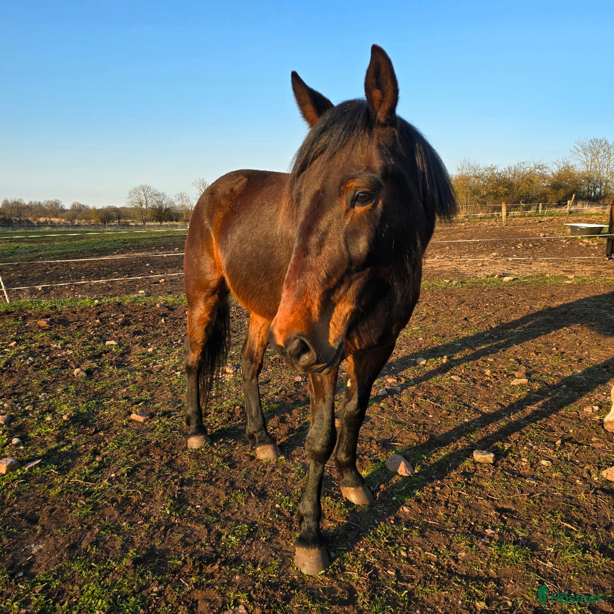  hästar Trevlig valack söker sin människa ⭐️ - Annons 18