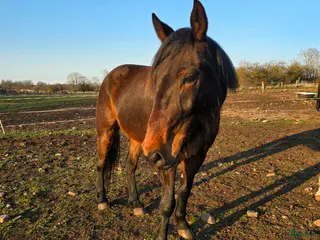 hästar Trevlig valack söker sin människa ⭐️ - Annons 18