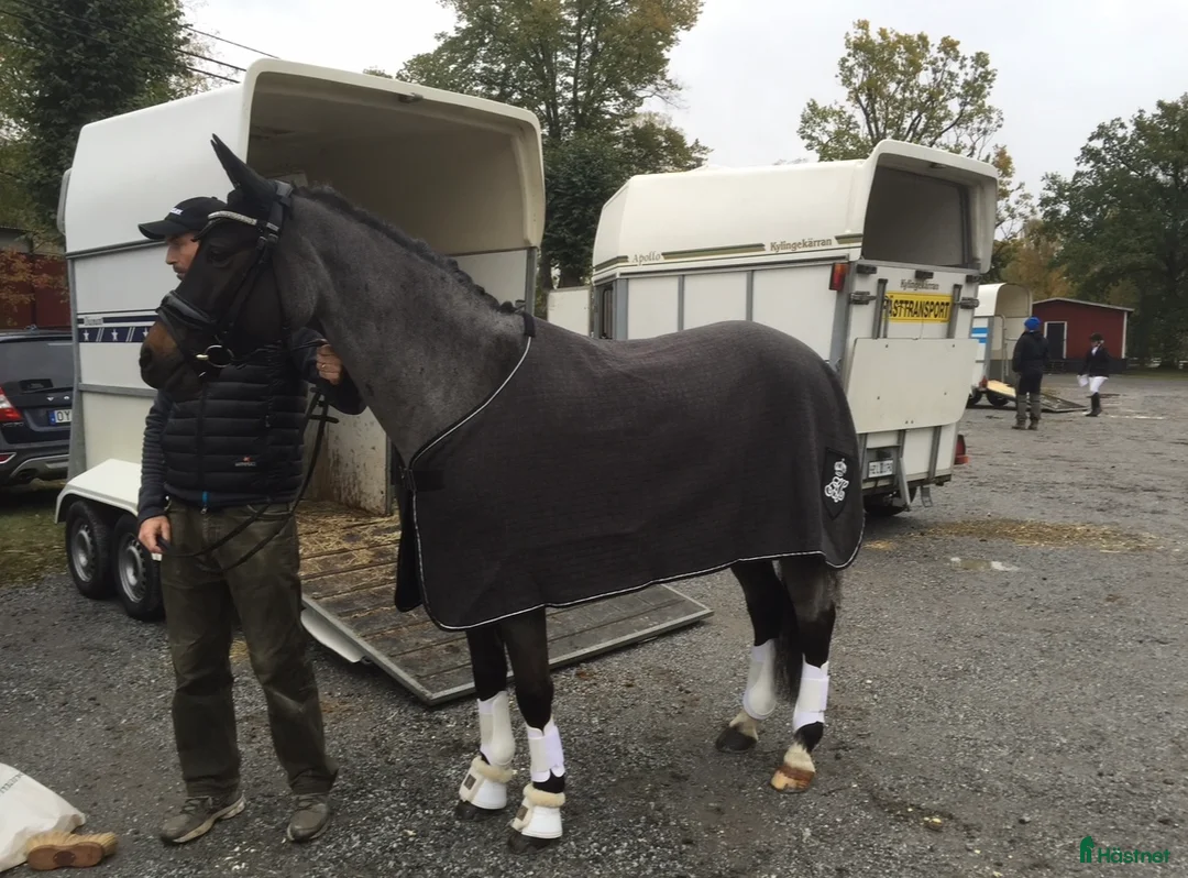 Täcken hästutrustning till salu: Snyggt kingsland täcke i bra skick  i Stockholm - Annons 2
