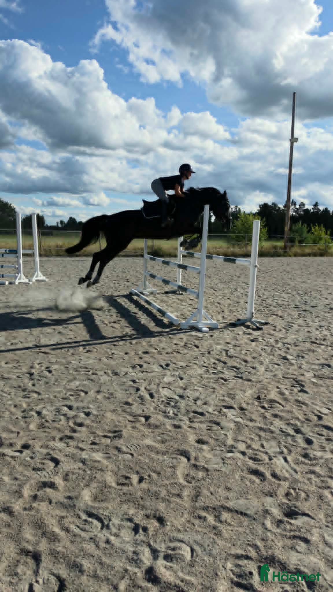 Hoppning hästar till salu: Flott sto med toppstam! - Annons 1