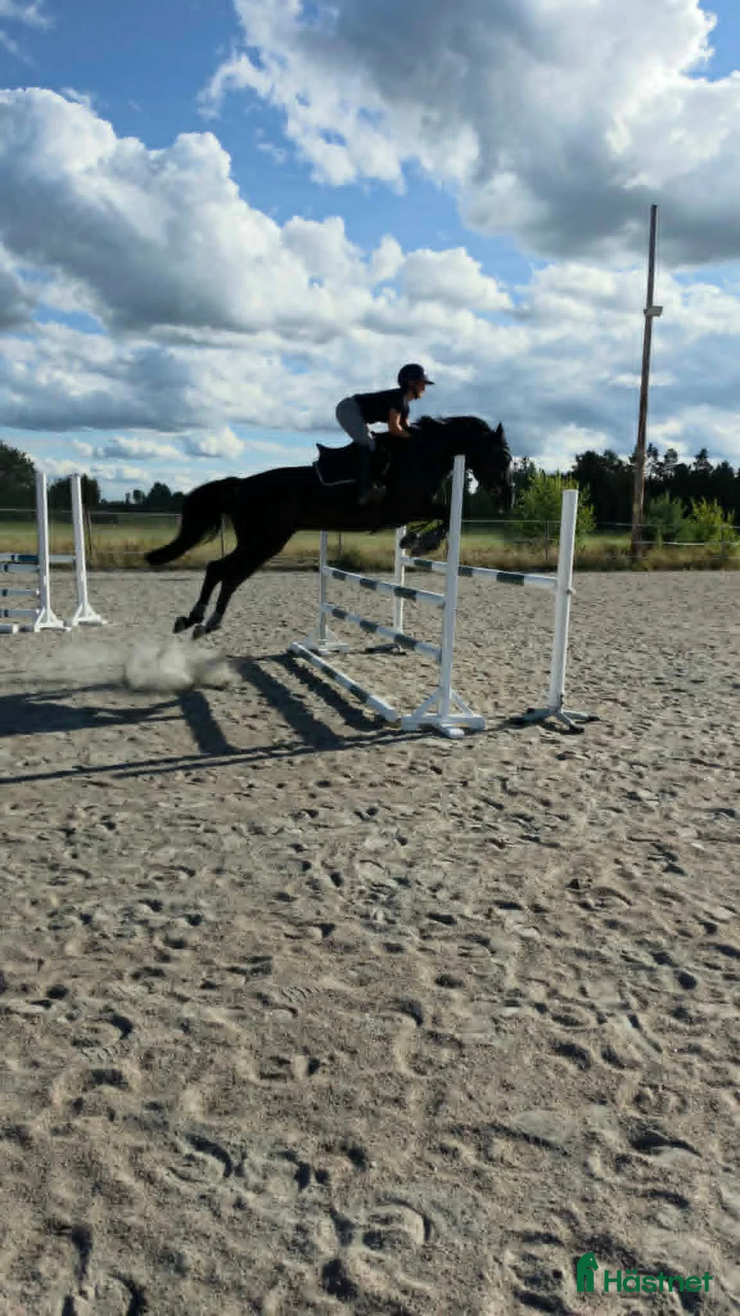 Hoppning hästar till salu: Flott sto med toppstam! - Annons 1
