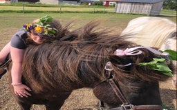 Allround hästar till salu: Islands valack  i Äppelbo - Annons 13