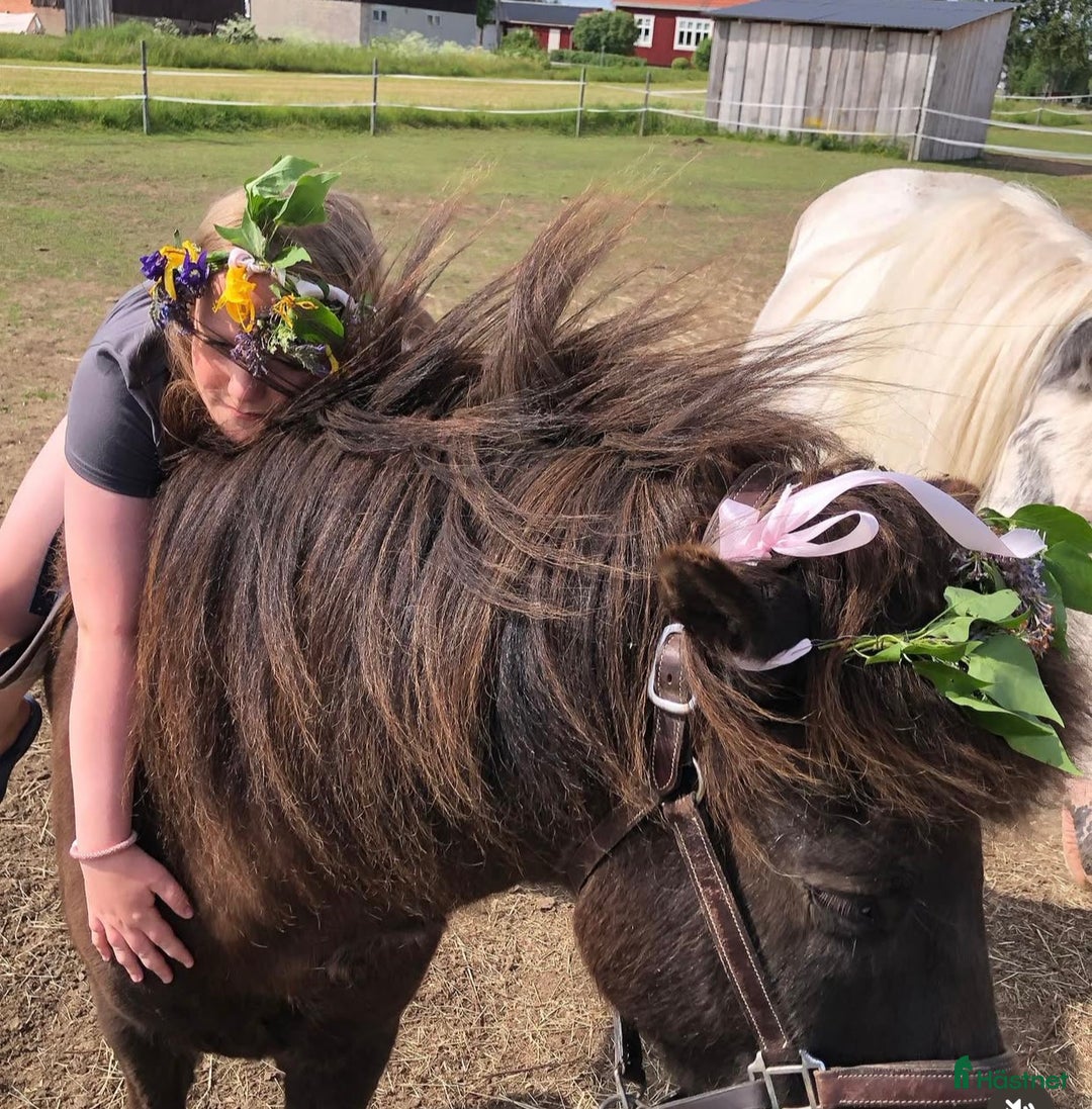 Allround hästar till salu: Islands valack  i Äppelbo - Annons 13