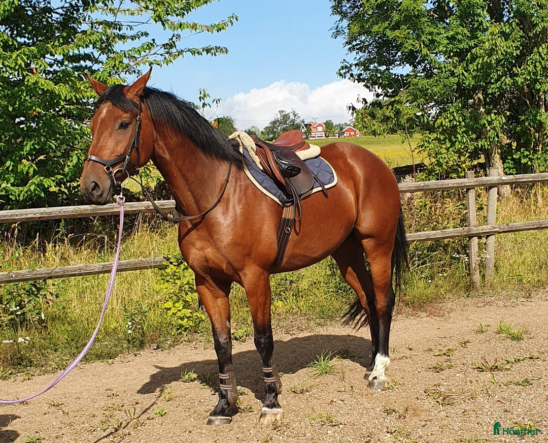 Hoppning hästar till salu: SWB valack söker ryttare i Skövde - Annons 2