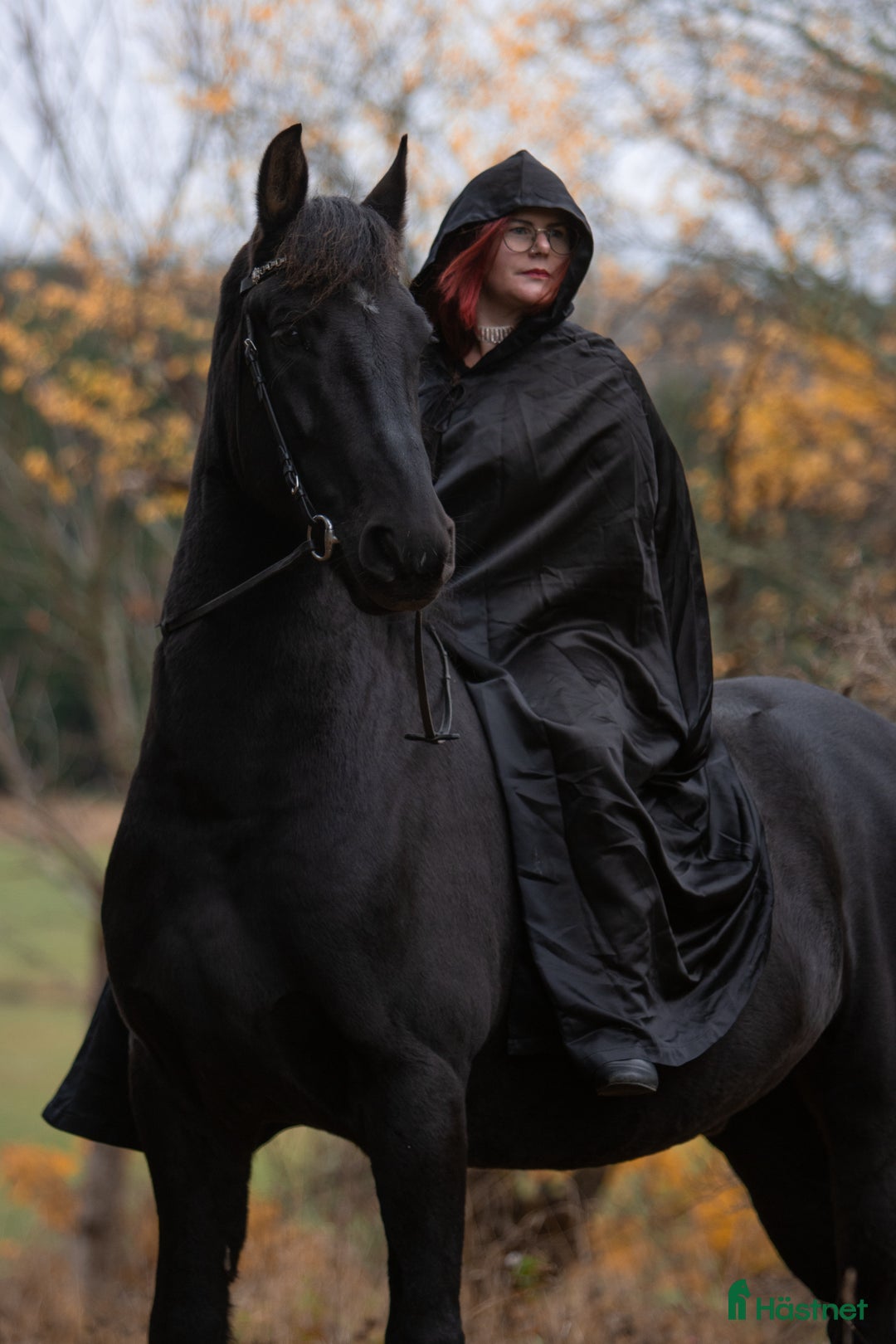 Allround hästar till salu: Trevlig frieser/hbl-valack i Vagnhärad - Annons 7