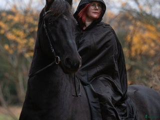 hästar Din/familjens nya kompis! i Vagnhärad - Annons 3