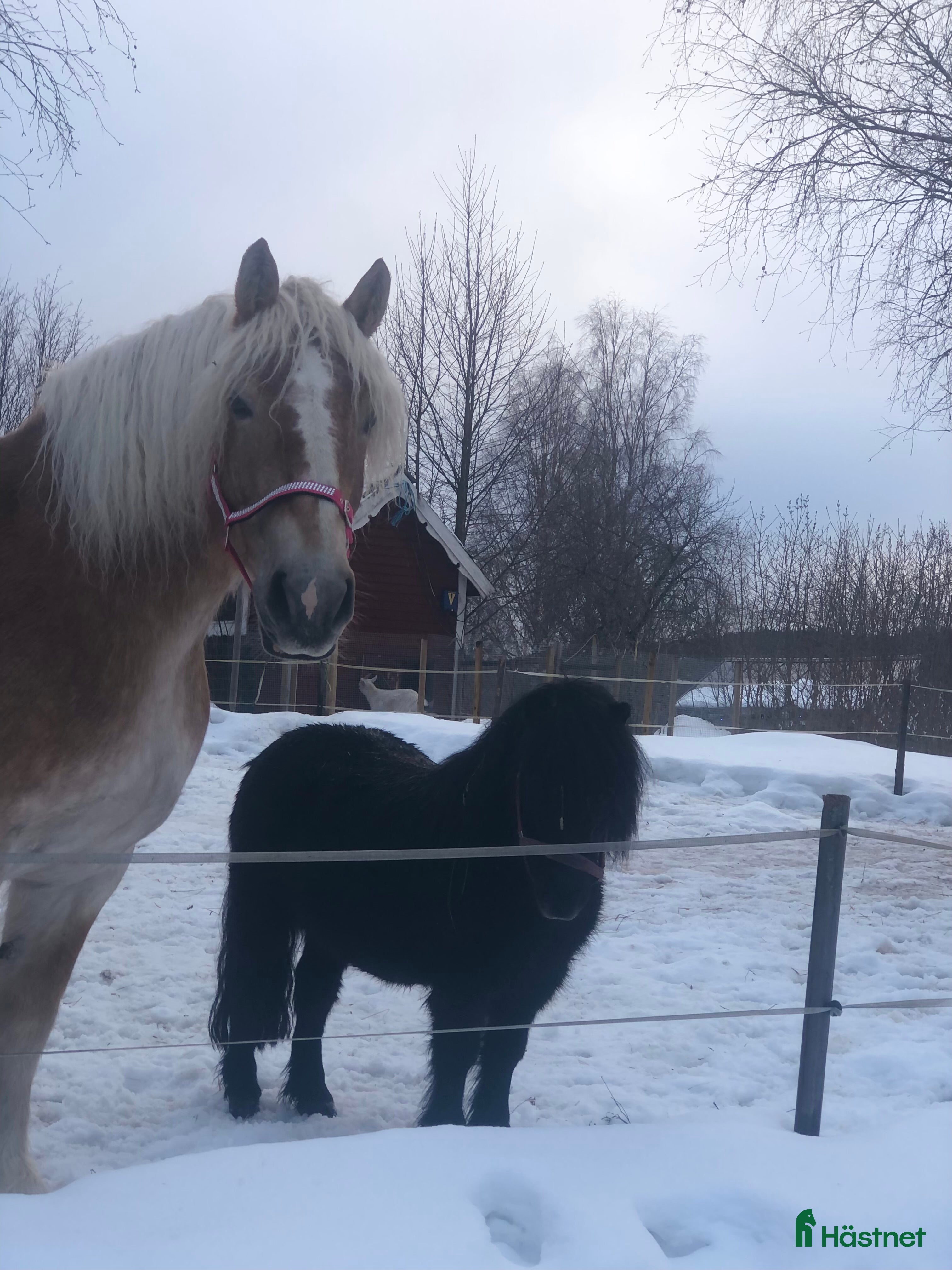  hästar Ardenner och Shettis söker nytt hem. - Annons 4