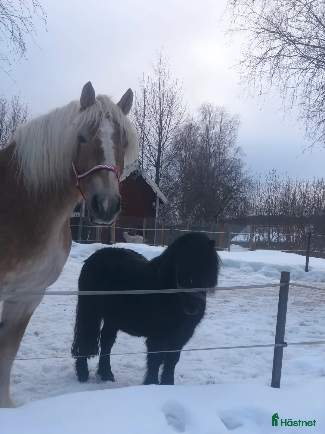 Övrigt hästar till salu: Ardenner och Shettis söker nytt hem. - Annons 1
