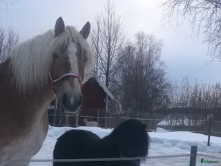 hästar Ardenner och Shettis söker nytt hem. - Annons 4