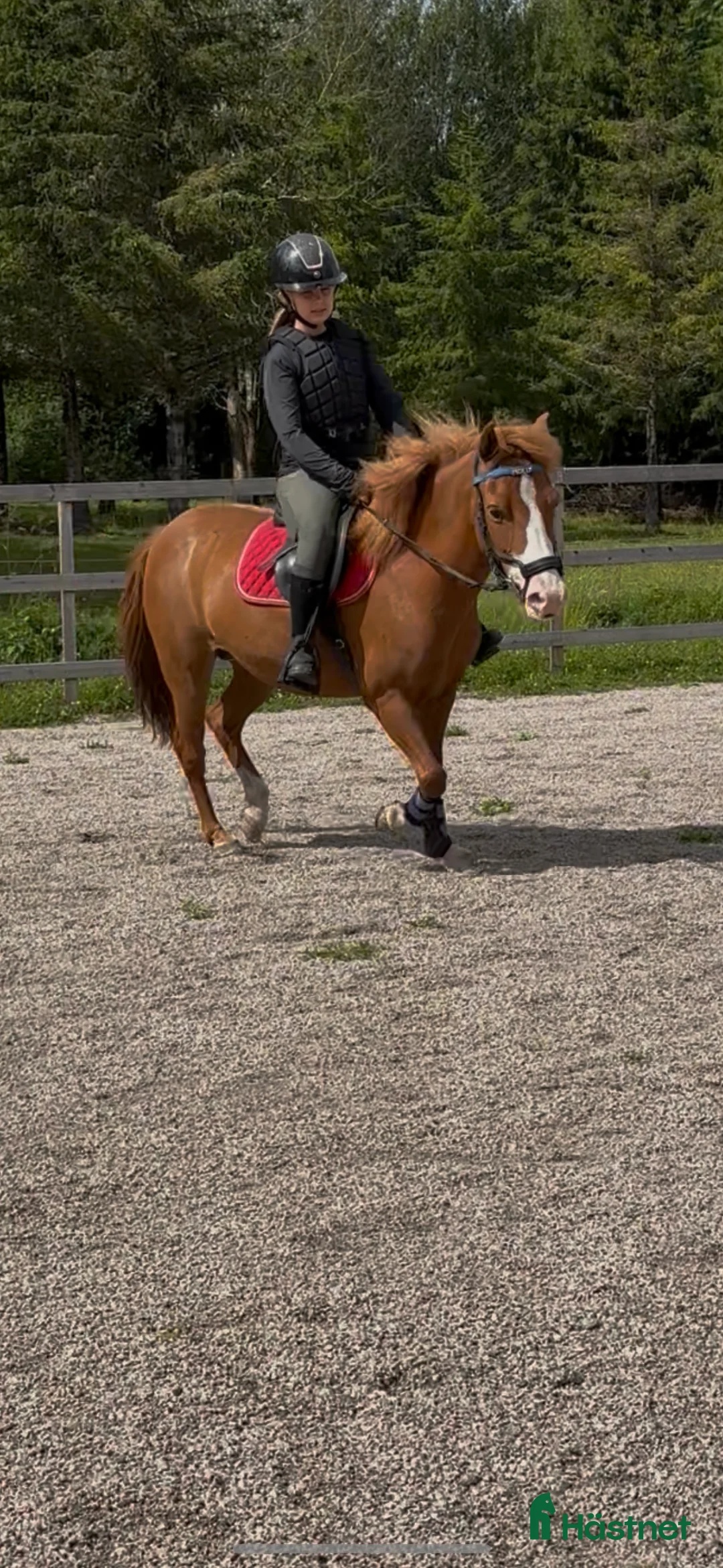 Allround hästar till salu: Världens sötaste Molly letar nytt hem  - Annons 1