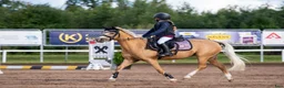 Hoppning hästar till salu: Dream pony for sale i Lund - Annons 1