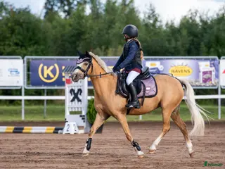 hästar Dream pony for sale i Lund - Annons 12