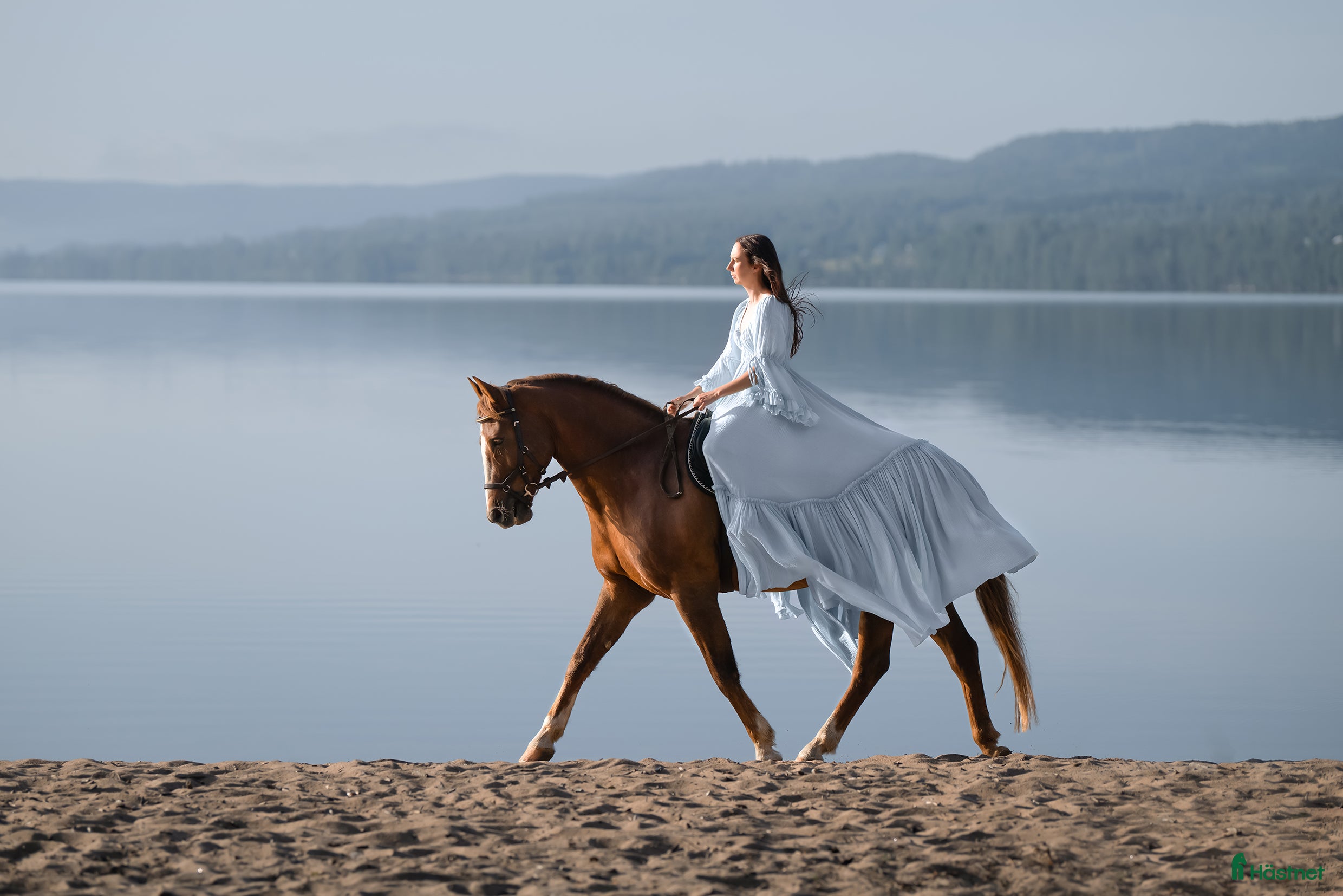  hästar Fin välutbildad hobbyhäst  - Annons 1