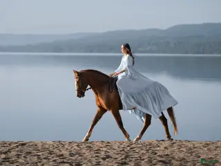 hästar Fin välutbildad hobbyhäst - Annons 1