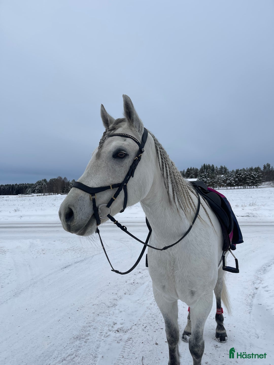 Allround hästar till salu: Charmig 6 åring med kapacitet  i Södra Sunderbyn - Annons 2