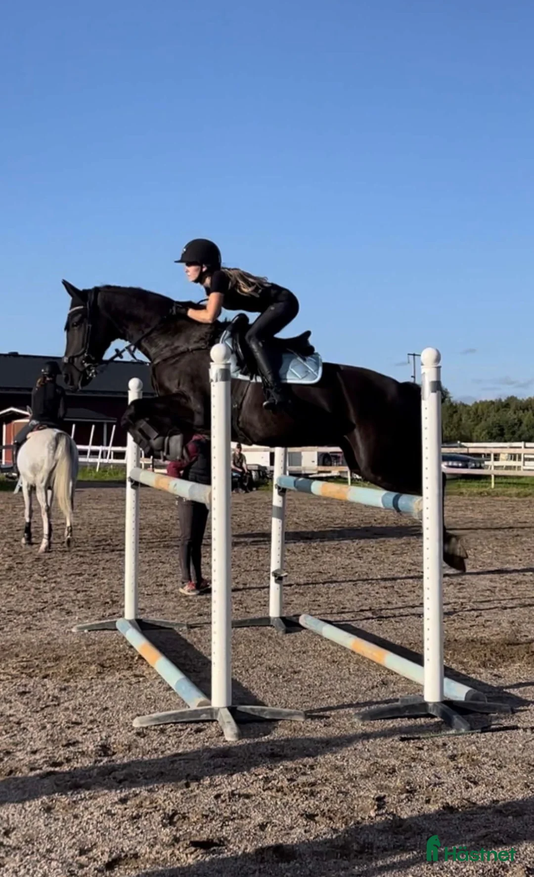 Allround hästar till salu: Svart pärla söker nytt hem 🖤 i Borlänge - Annons 1