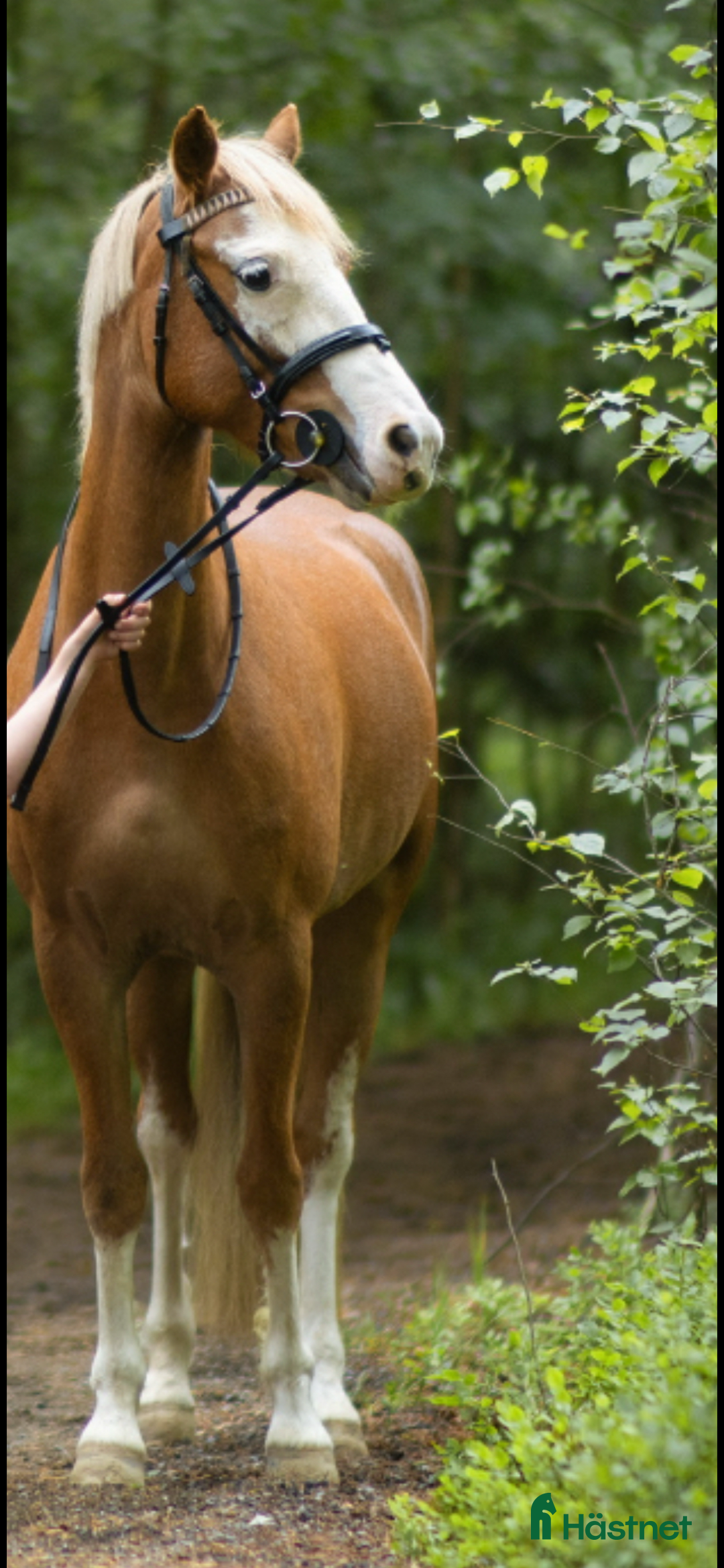 Allround hästar till salu: Maxad B ponny för framtiden🌟 i Flen - Annons 1