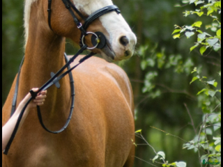 hästar Maxad B ponny för framtiden🌟 i Flen - Annons 6
